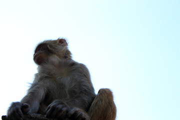 Fluffy macaque monkey silhouette against clear blue sky.