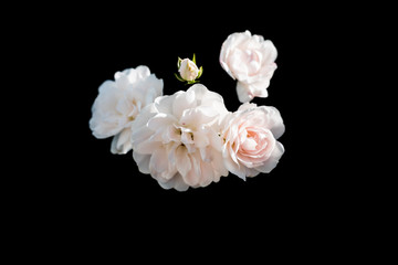 White Roses