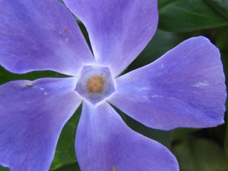 Fiore vioa