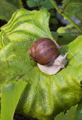 A grape snail on a bunch of green grapes.