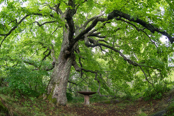 Fototapeta premium Old linden tree in the evening. Forest in summer. Mohni, small island in Estonia, Europe.