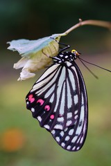 アカボシゴマダラの羽化