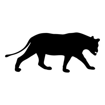 black silhouette of running lioness on white background of vector illustration