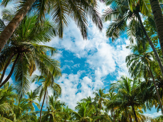 Palm trees on Goa against the sky..
