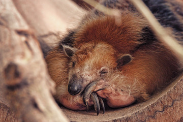 Cute coati sleeping in a wooden environment