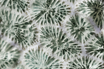 Naklejka na ściany i meble Biological texture of natural sea coral