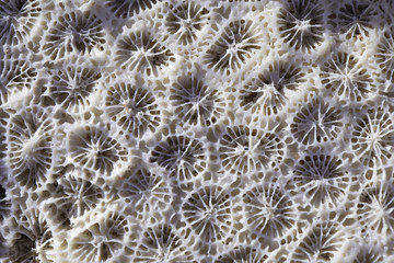 Biological texture of natural sea coral