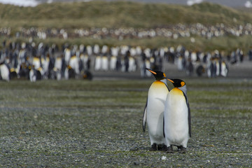 King penguins