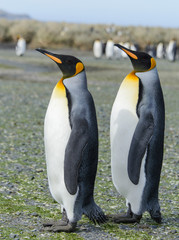 Fototapeta premium King penguins