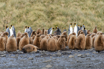 King penguin chicks