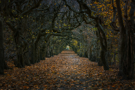 Mystische Allee in Pulsnitz