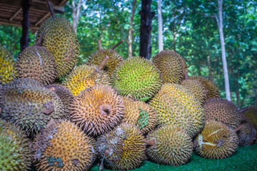 Thai fruits in the garden to bring tourists to eat.