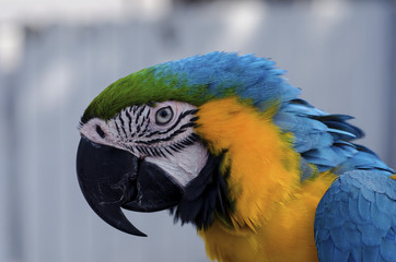 Close up shot of mix color macore bird.