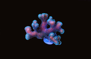Fototapeta premium Styllophora sps coral in aquarium