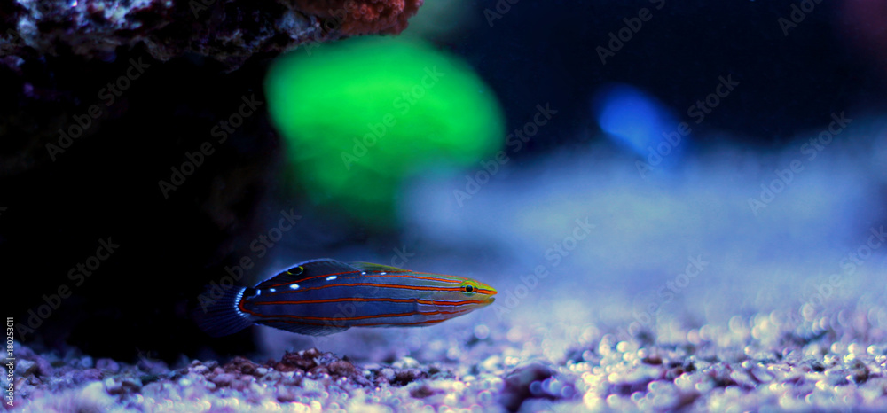 Wall mural rainfordu goby in aquarium tank