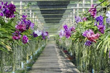 Orchid garden with colorful orchids and walkway in the middle.