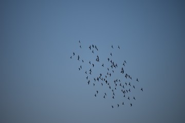 Migrating  flock 