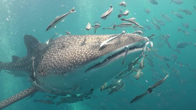 Whale shark with open mouth  (Rhincodon typus)