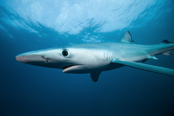 blue shark, prionace glauca, South Africa