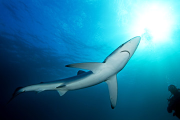 blue shark, prionace glauca, South Africa