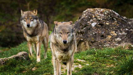 Fototapeta premium zwei wölfe
