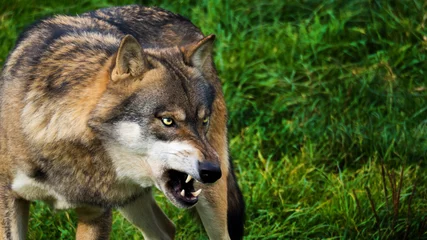 Meubelstickers wolf kampf © JK