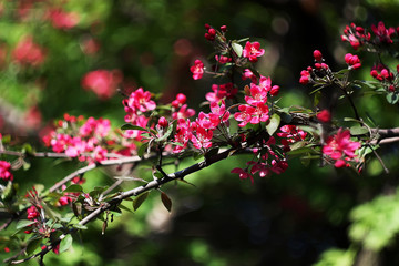 blossom of the paradise apple trees