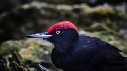 schwarzspecht specht vogel