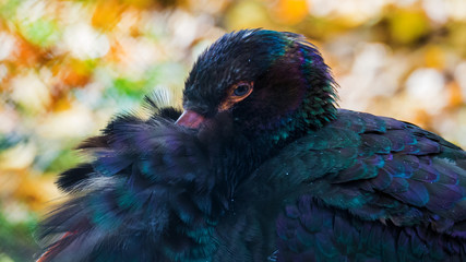 schwartzstorch portrait