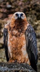 Bartgeier portrait