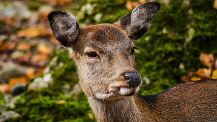 Fototapeta premium reh portrait