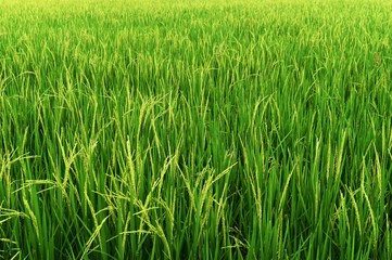 green rice in rice field for nature background