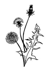 Isolated blooming meadow flower form print natural outline floral white spring ornament monochrome petal organic leaf holiday botanic summer graphic blossom drawing black daisies chamomile stem garden