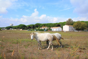 Fototapeta premium Chevaux blanc de Camargue, France