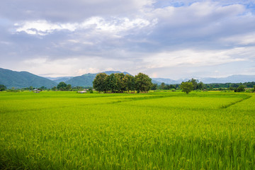 Fototapeta premium Landscape of Paddy field and Mountain under the blue sky in sunshine day at Pua district, Nan province, Thailand