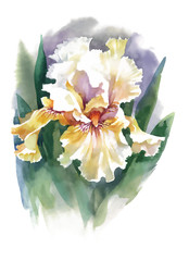 Illustration watercolor iris flower isolated on white background.
