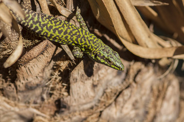 Close up of Lizard on tree