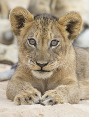 Close-up of a small lion cub lay down to rest on soft Kalahari sand