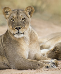 Close-up of a lioness lying down to rest on soft Kalahari sand
