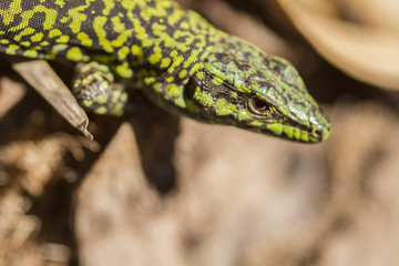 Close up of Lizard on tree