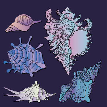 Sea shells icon vector. Set of various sea shells icon and starfish silhouettes