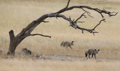 Two bat eared foxes forage for food on grass plain of the Kalahari