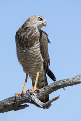 Female Pale Chanting Goshawk sitting in a tree against blue Kalahari sky