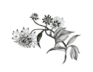 Hand drawn monochrome flowers isolated on white background.
