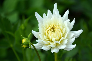 Weiße Dahlie 