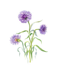 Hand drawn purple flower isolated on white background.