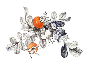Hand drawn fruit of the wild rose.