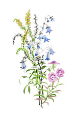 hand drawn beautiful wildflowers isolated on white background.