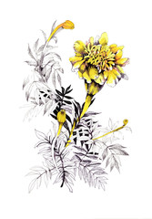 Watercolor hand drawn painting with orange marigolds on white background.