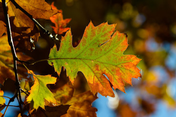 Herbstblätter